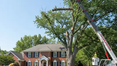 Arborists using bucket truck for large tree removal in Lancaster, Buffalo NY neighborhood homes