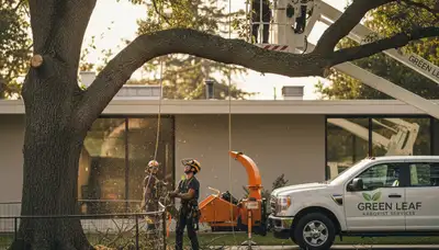Arborist pruning large maple tree in Buffalo, NY for Chop Chop Tree professional tree care service