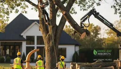 Certified crew performing safe tree removal in Buffalo, NY yard