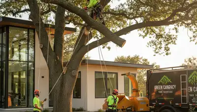Certified arborists performing safe tree removal in Buffalo, NY for storm-damaged oaks