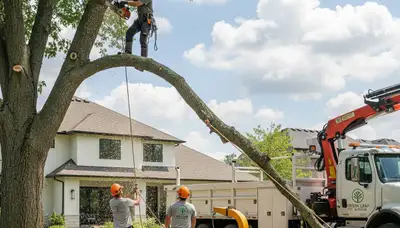 Arborist performing professional tree removal service in Buffalo, NY with safe equipment and crew