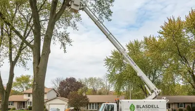 Professional tree removal service in Buffalo NY by expert arborists at TreeTrimmingBuffaloNY