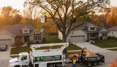 Professional tree removal service in Buffalo NY by certified arborists