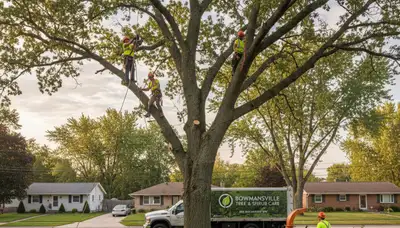 Professional tree removal service in Buffalo NY clearing large oak safely