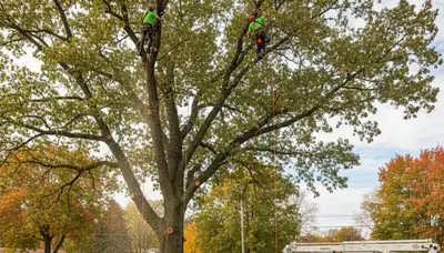 Professional tree removal service in Buffalo NY clearing large oak safely