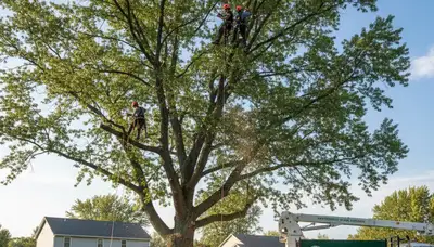 Professional tree removal service in Buffalo NY safely clearing large trees from residential property