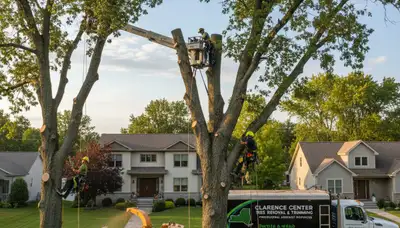 Professional tree removal service in Buffalo NY by local certified arborists