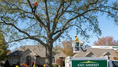 Professional tree removal service in Buffalo NY by certified arborists | TreeTrimmingBuffaloNY.com