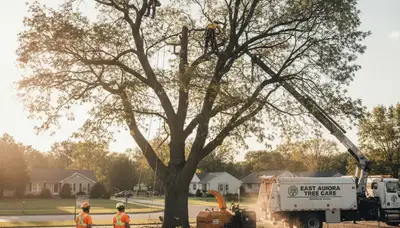 Professional tree removal service in Buffalo NY by certified arborists