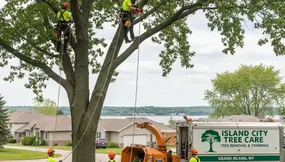 Professional tree removal service in Buffalo NY by certified arborists