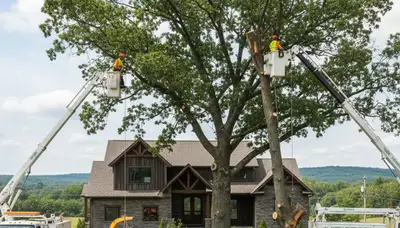 Professional tree removal service in Buffalo NY by treetrimmingbuffalony.com experts