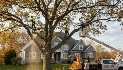 Professional tree removal service in Buffalo NY by certified arborists