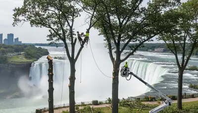 Professional tree removal service in Buffalo NY safely cutting and clearing large oak trees