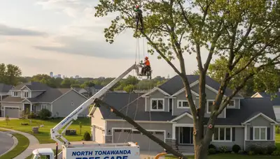 Professional tree removal service in Buffalo NY by certified arborists