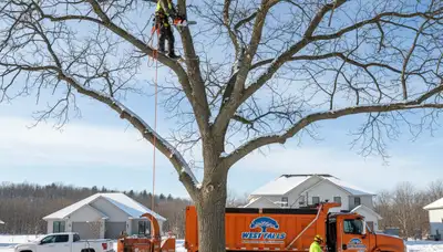 Professional tree removal service in Buffalo NY by certified arborists