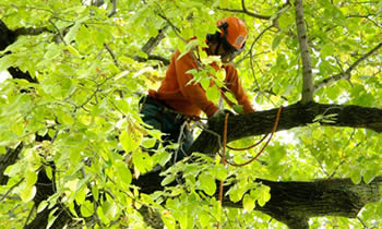 Tree Trimming in Buffalo NY Tree Trimming Services in Buffalo NY Tree Trimming Professionals in Buffalo NY Tree Services in Buffalo NY Tree Trimming Estimates in Buffalo NY Tree Trimming Quotes in Buffalo NY